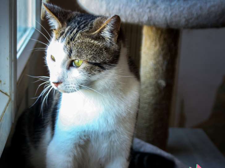 À adopter : chat tigré blanc