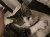 Disponible à l'adoption : chatte de 3 ans