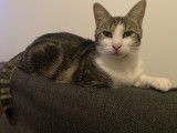 Disponible à l'adoption : chatte de 3 ans