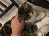 Disponible à l'adoption : chatte de 3 ans