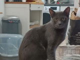 Prêt pour l’adoption : chat gris