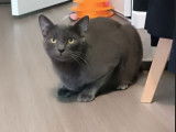 Prêt pour l’adoption : chat gris