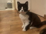 &Agrave; la recherche d&rsquo;un foyer : chaton m&acirc;le noir et blanc