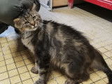 Adoption disponible : chat âgé de 10 ans