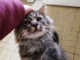 Adoption disponible : chat âgé de 10 ans