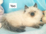 Chatons Sibérien LOOF à vendre