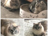 À adopter : 2 chattes seal point