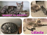 À adopter : 2 chattes seal point