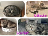 À adopter : 2 chattes seal point