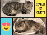 À adopter : 2 chattes seal point