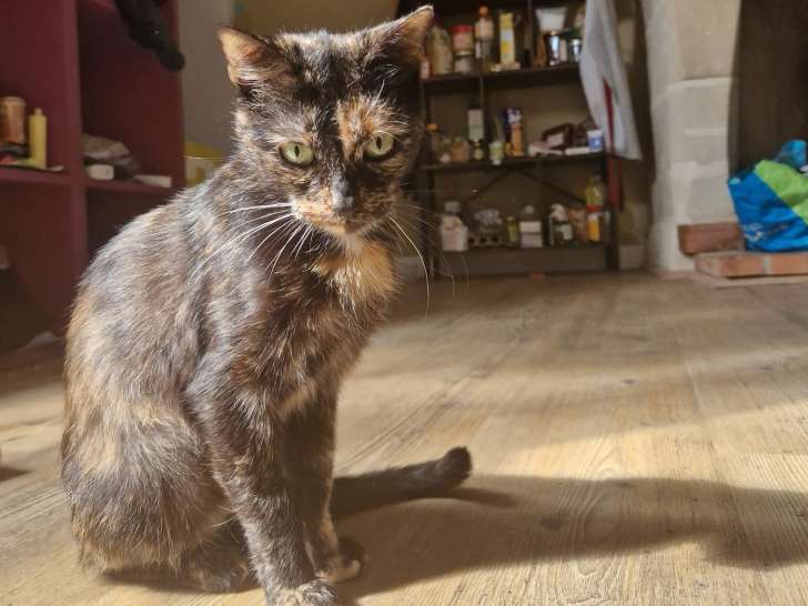 Disponible à l'adoption : chatonne de 10 mois