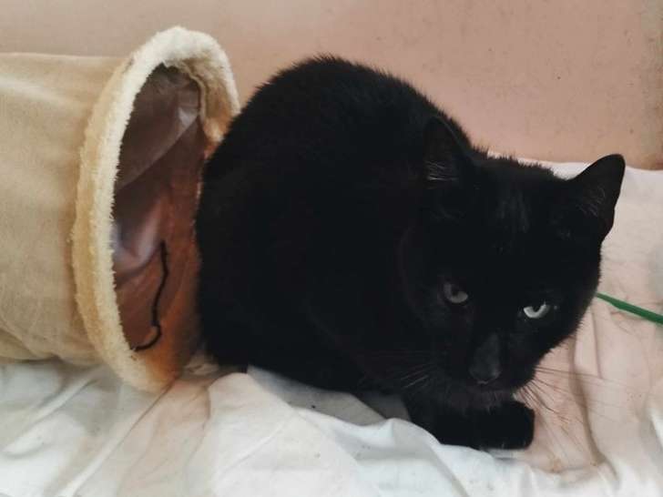 En attente d'adoption : chat au pelage noir