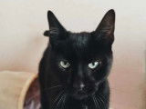 En attente d'adoption : chat au pelage noir