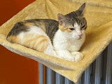 Chatte de 3 ans disponible à l'adoption