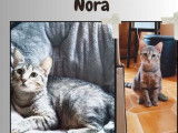 Chatte tigrée en attente d'adoption