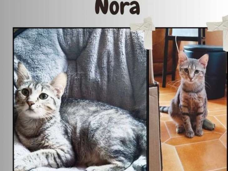 Chatte tigrée en attente d'adoption