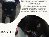 Chatte noire en quête d’une famille