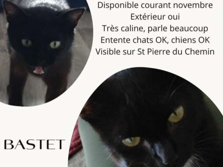 Chatte noire en quête d’une famille