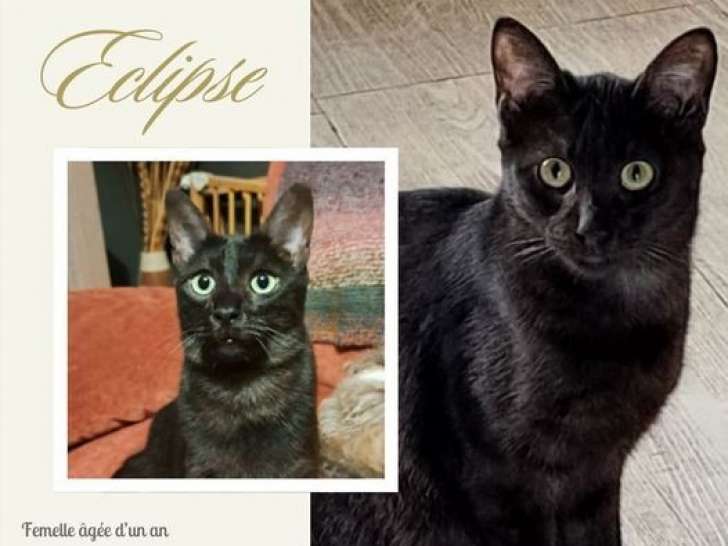 À adopter, chatte d'un an