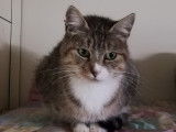 Disponible à l'adoption : chatte de 2 ans