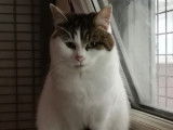 En attente d'adoption : chatte marron et blanc