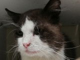 En attente d'adoption : chat adulte