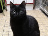 Chatte d'un an en attente d'adoption