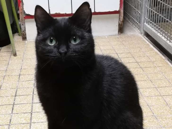 Chatte d'un an en attente d'adoption