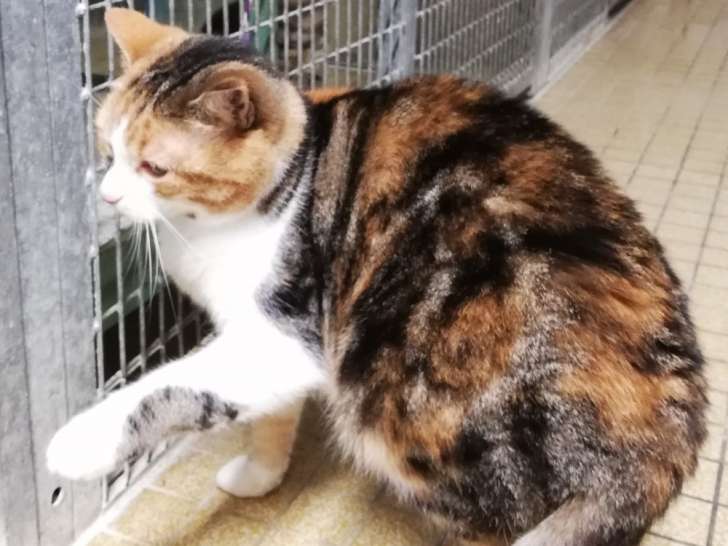 Chatte tricolore en quête d'une famille
