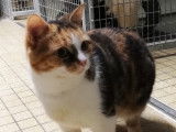 Chatte tricolore en quête d'une famille