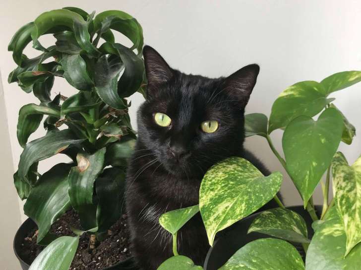 En attente d'adoption, chatte noire