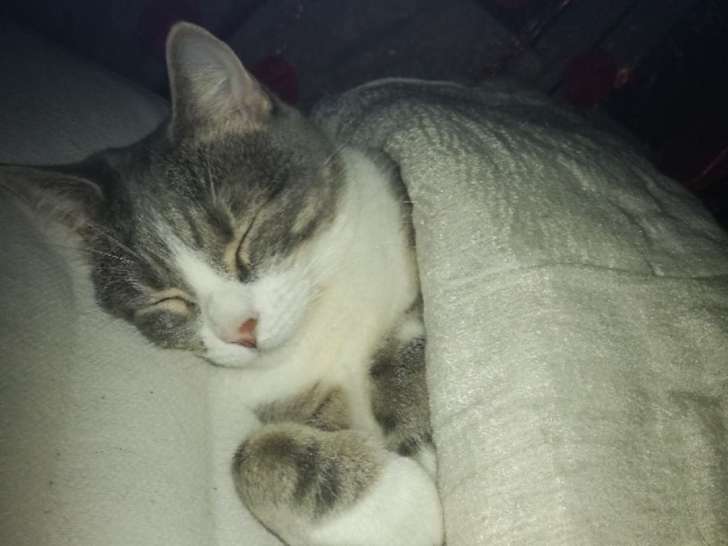 À adopter : chatte de 4 ans