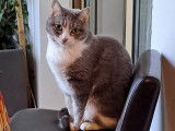 À adopter : chatte de 4 ans