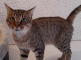 Disponible à l'adoption : chat au pelage tigré