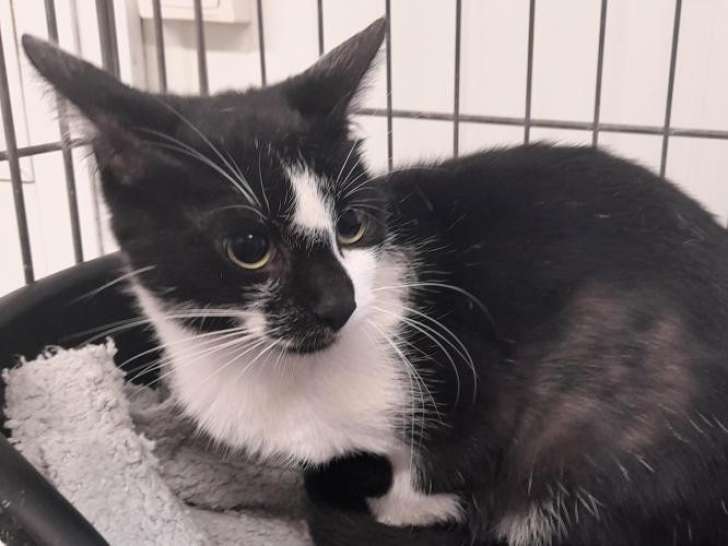 En attente d'adoption : chatte âgée d'un an