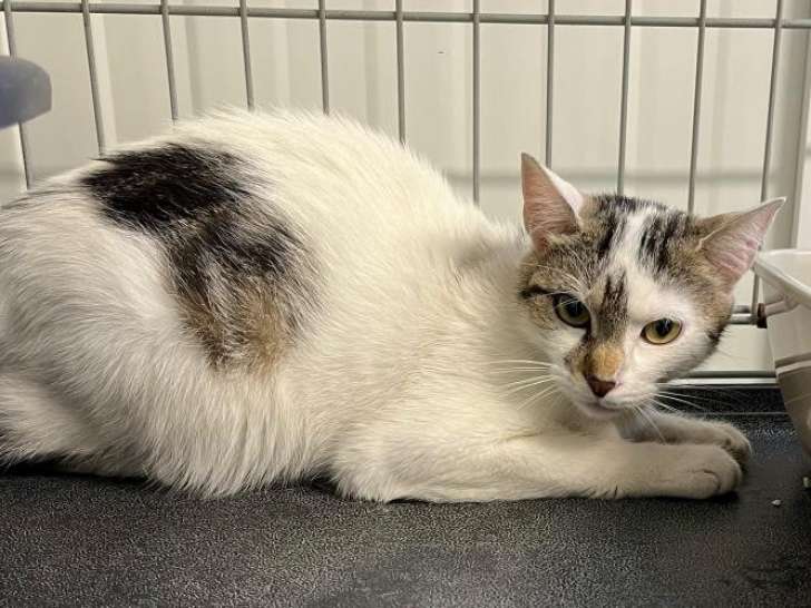 À la recherche d’une famille : chatte tricolore