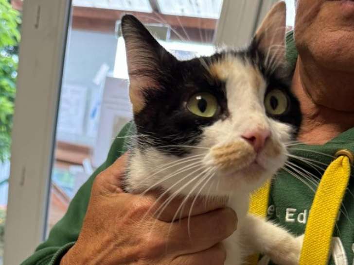 Chatte d'un an à adopter
