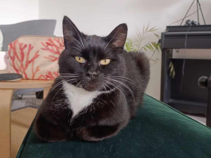 À adopter : chatte de 2 ans