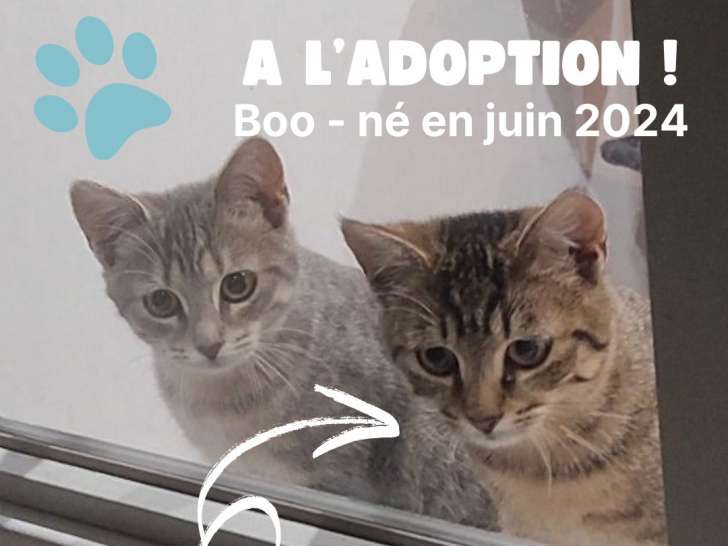 Disponible à l'adoption : chaton mâle tigré gris