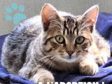 Disponible à l'adoption : chaton mâle tigré gris