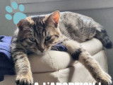 Disponible à l'adoption : chaton mâle tigré gris