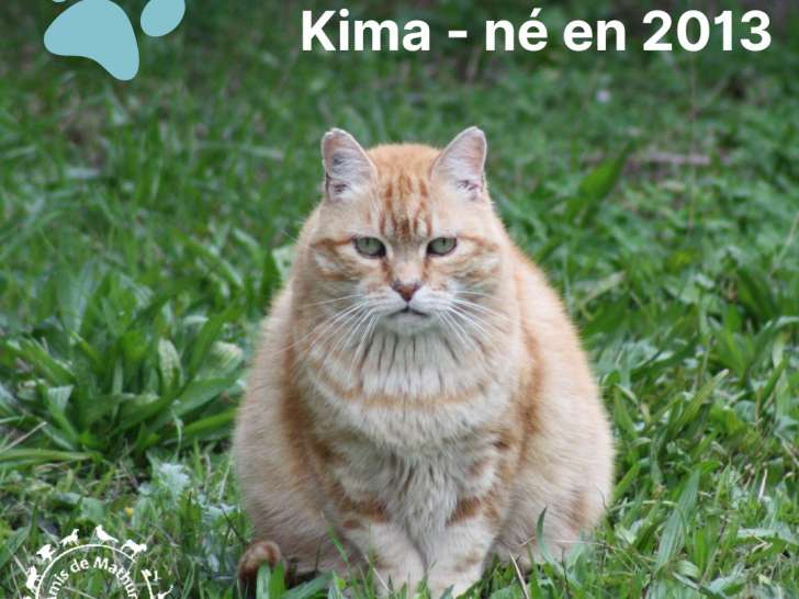 À la recherche d’un foyer : chat tigré roux