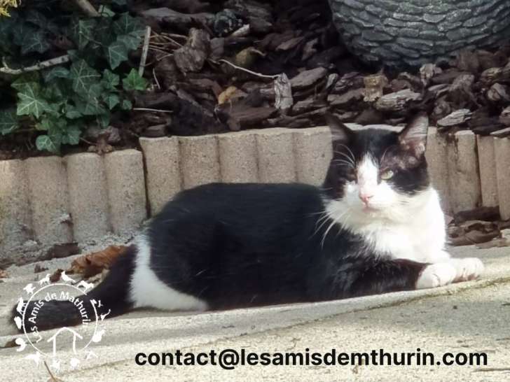 Chat de 5 ans disponible à l'adoption