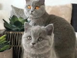 Chatons British Shortair à réserver