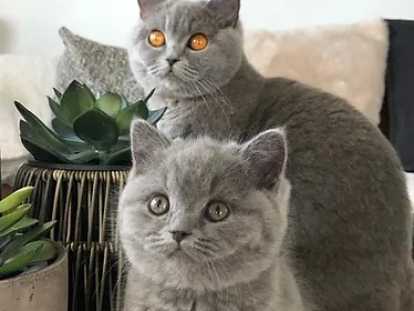 Chatons British Shorthair à réserver