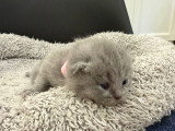 Chatons British Shorthair à réserver (encore 1 femelle et 1 mâle)