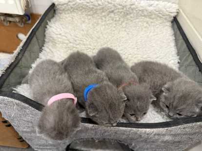 Chatons British Shorthair à réserver