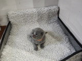 Chatons British Shorthair à réserver (encore 1 femelle et 1 mâle)