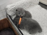 Chatons British Shorthair à réserver (encore 1 femelle et 1 mâle)