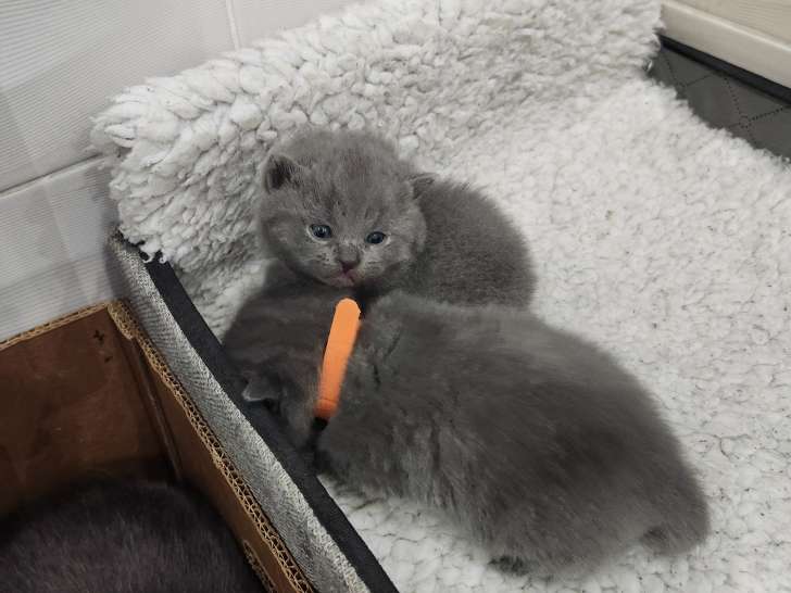 Chatons British Shorthair à réserver (encore 1 femelle et 1 mâle)